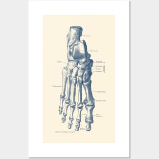 Right Foot Skeletal Diagram - Vintage Anatomy Poster Posters and Art